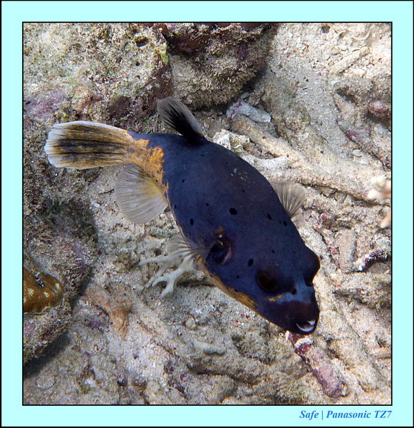 2011 - 08 - Borneo - Mataking 07